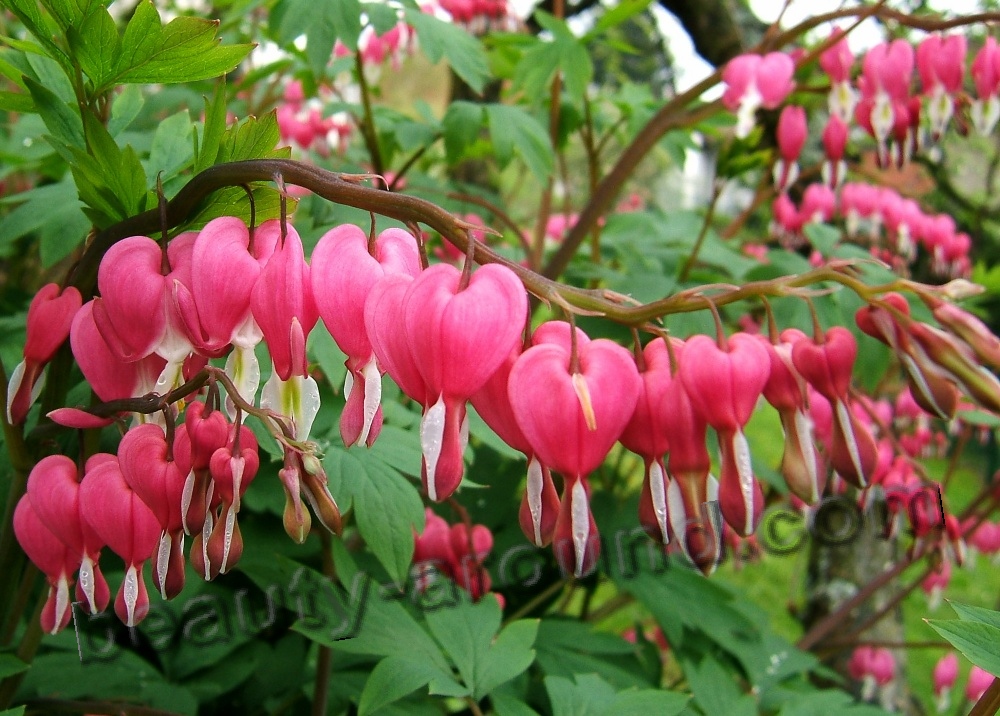 Dicentra photo