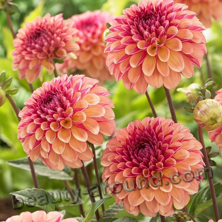 Dahlia beautiful flower photo