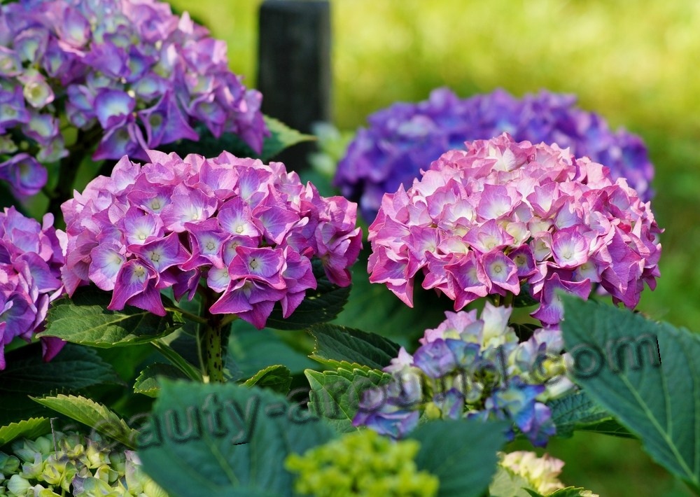 Hydrangea beautiful photo