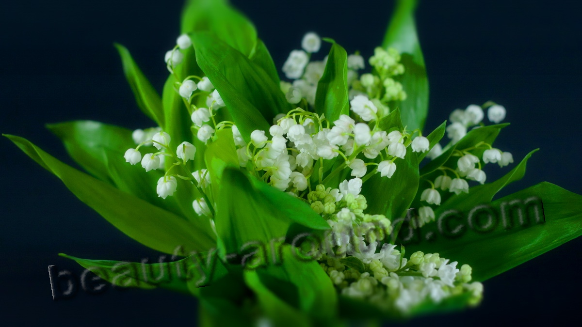 Lily of the Valley pic