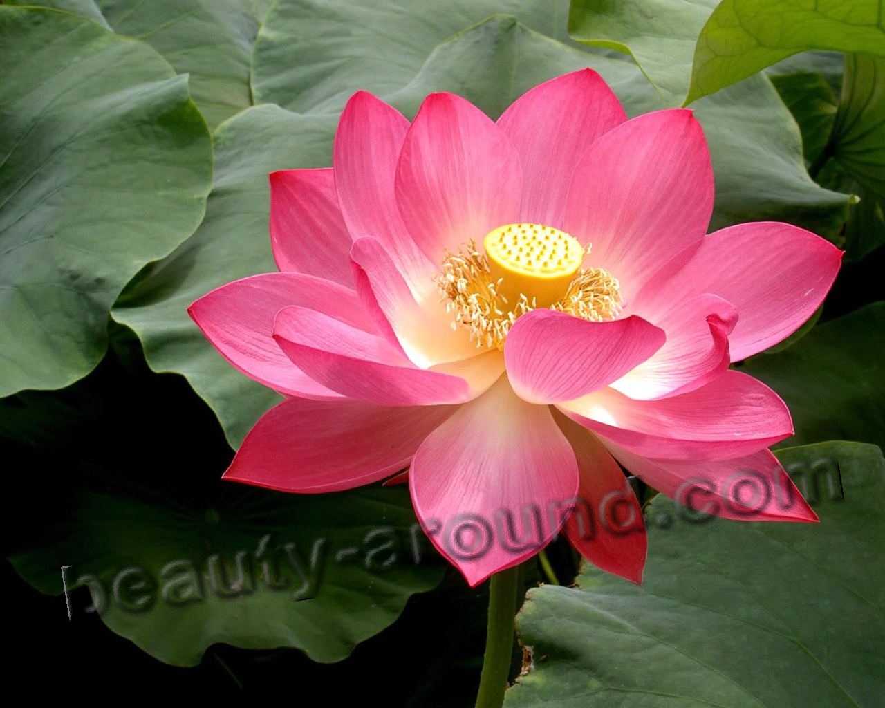 White Lotus picture