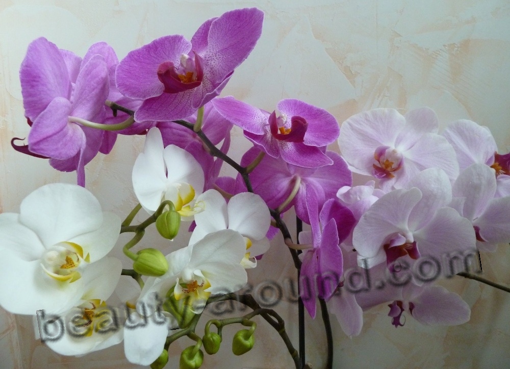 Красивые цветы орхидеи фото