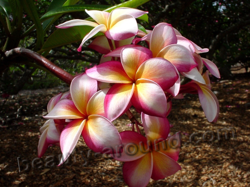 Plumeria beautiful flower in the world photo