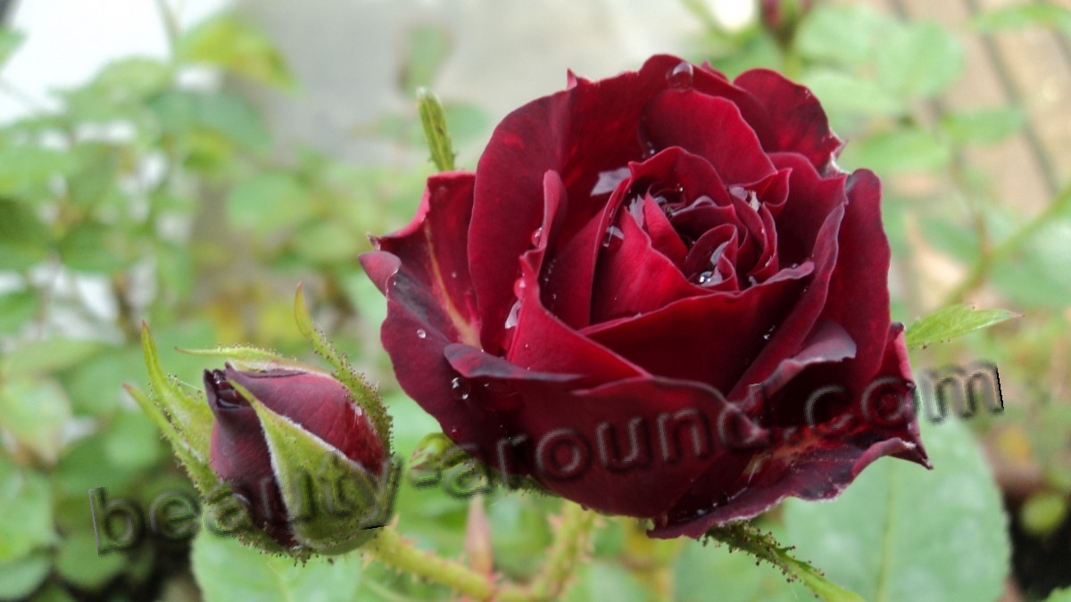 Rose most beautiful flower photo