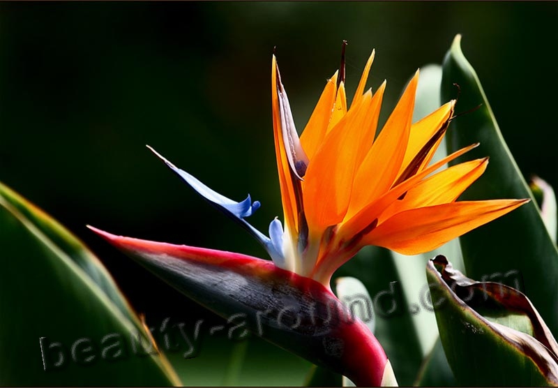 Strelitzia photo