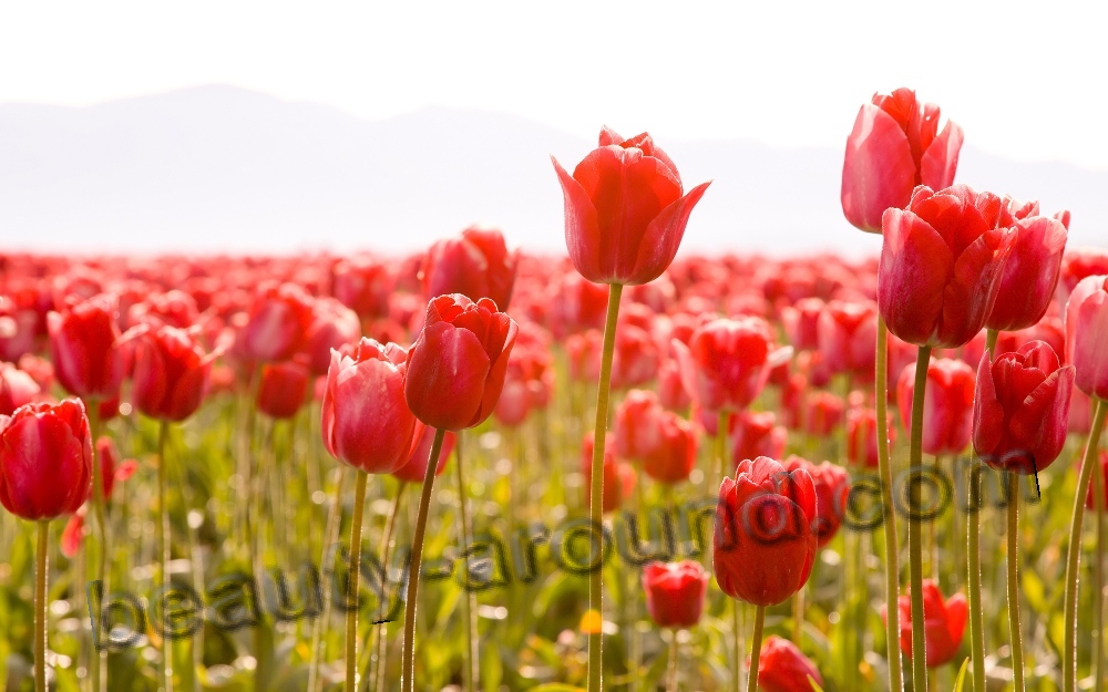 Beautiful flower Tulip photo