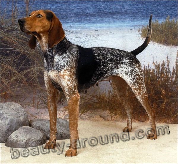3.Pets-New-Breeds-American-English-coonhound