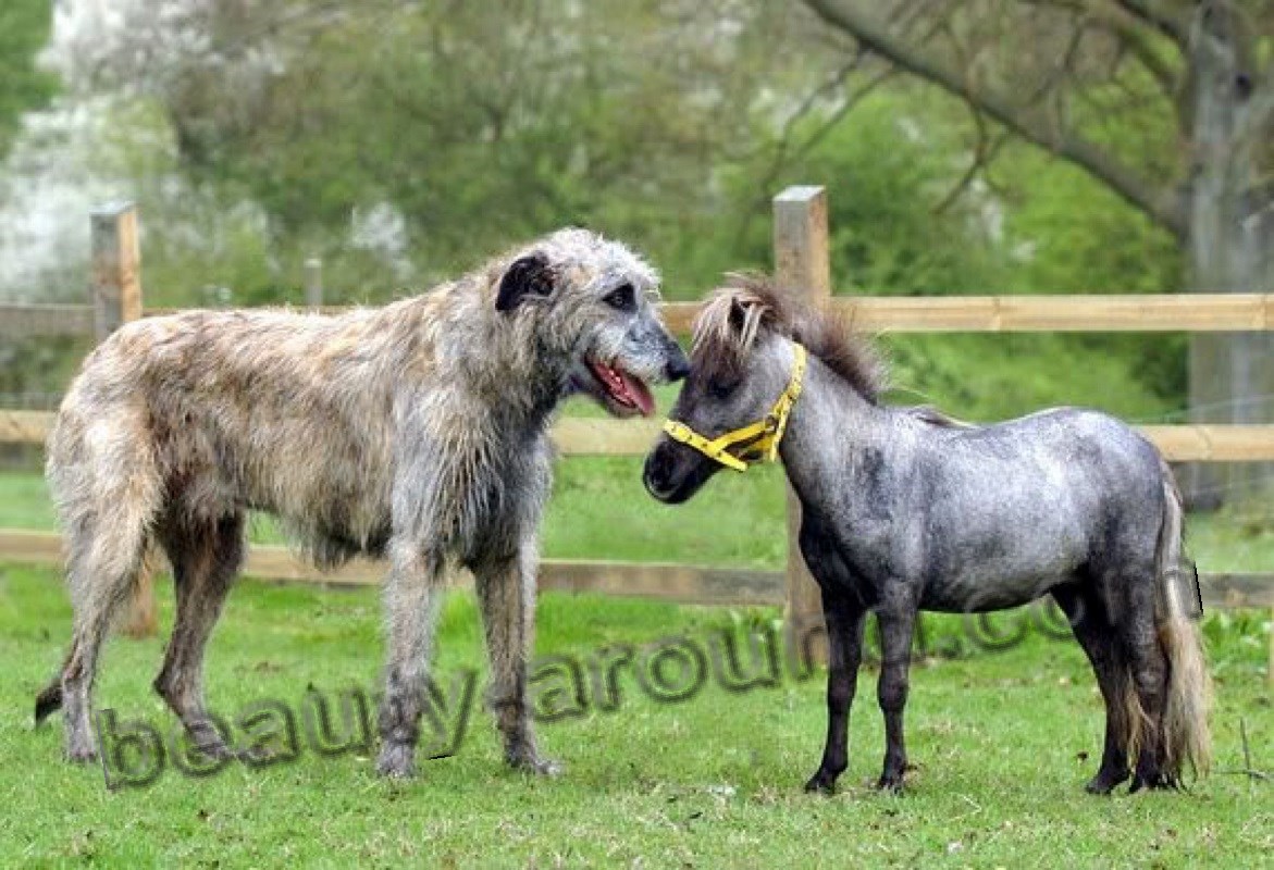 Irish wolfhound dog photo