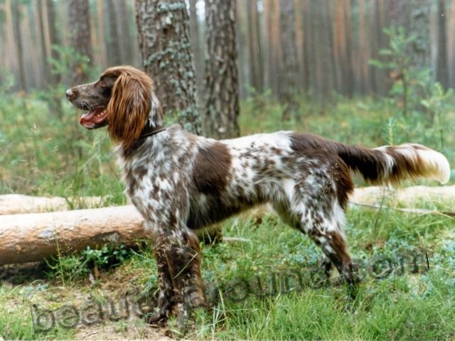 German langhaar photo of breed