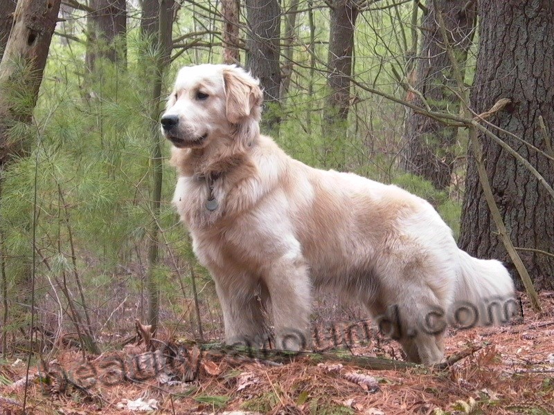 Golden Retriever hunting dog photo