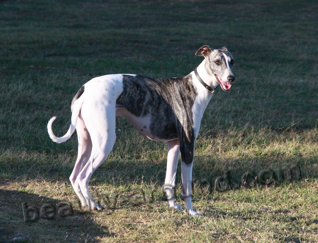 Greyhound dog photo