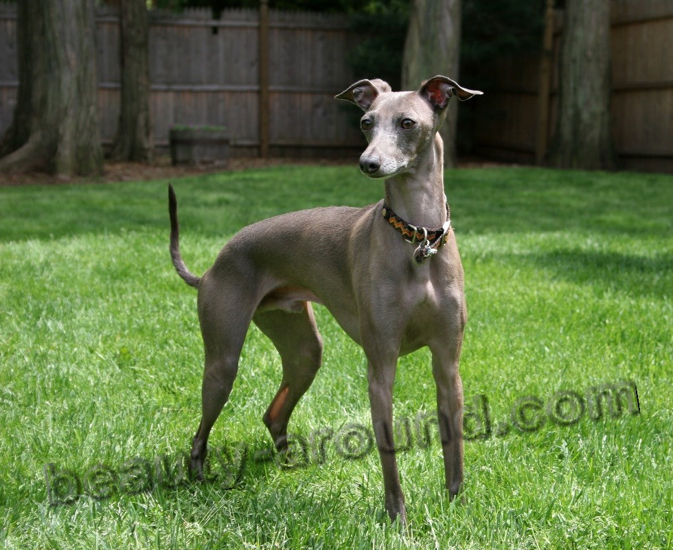 Small Italian greyhound photo
