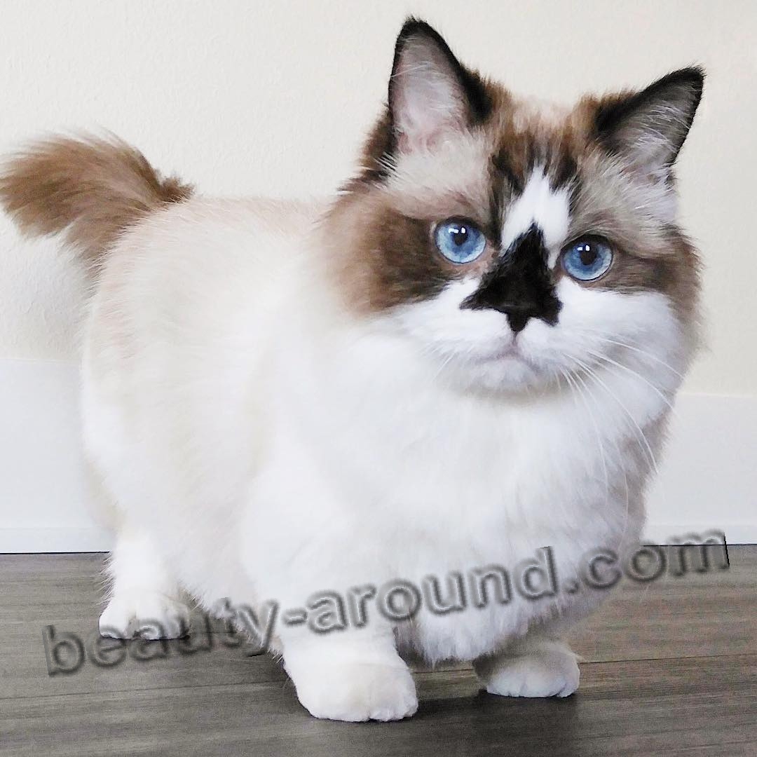 Albert Munchkin cat photo