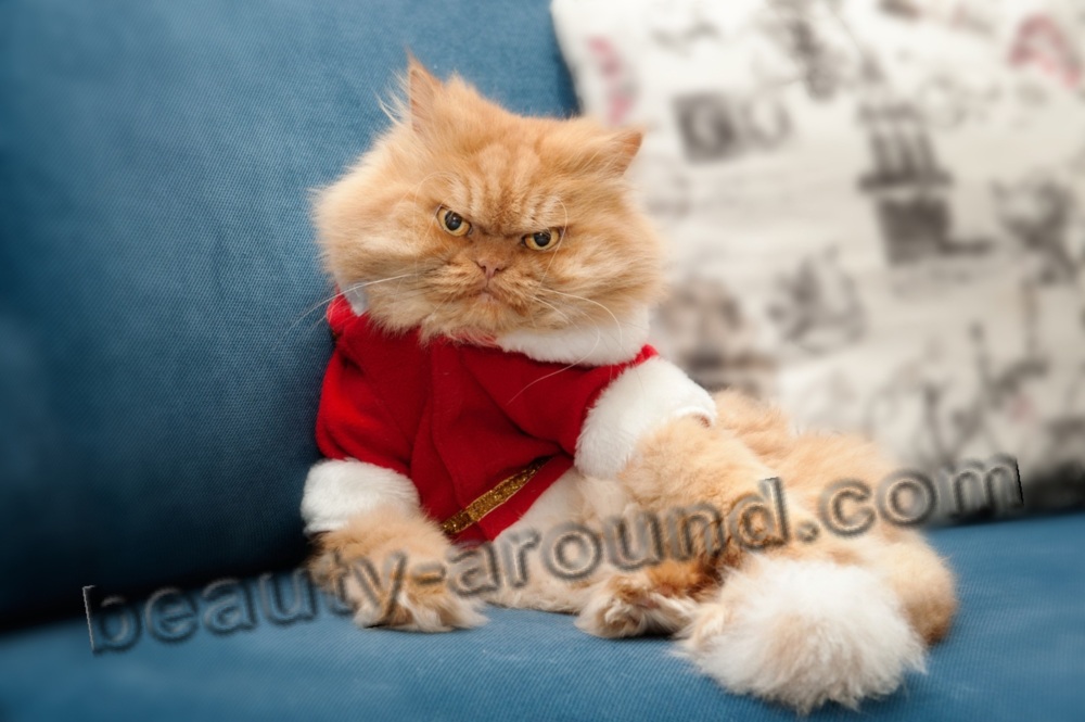 Angry cat  Garfi photo