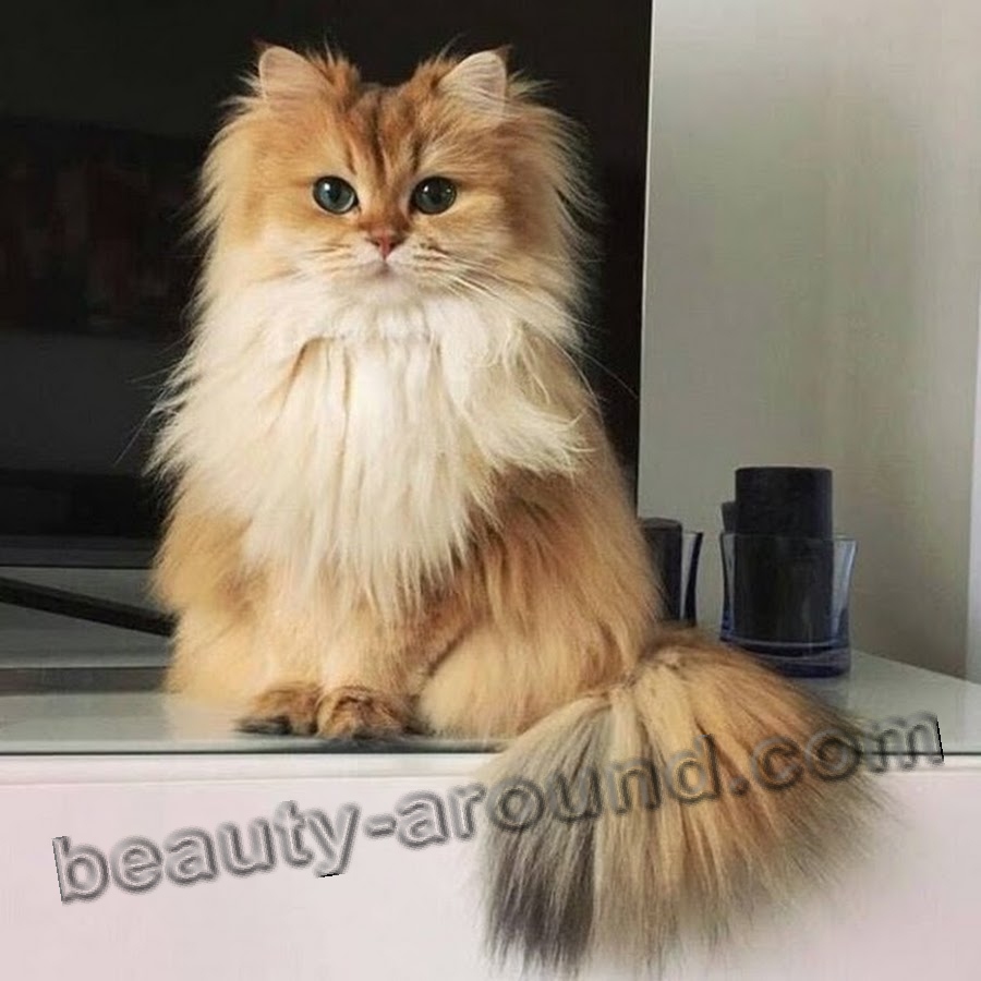 Smoothie most photogenic cat