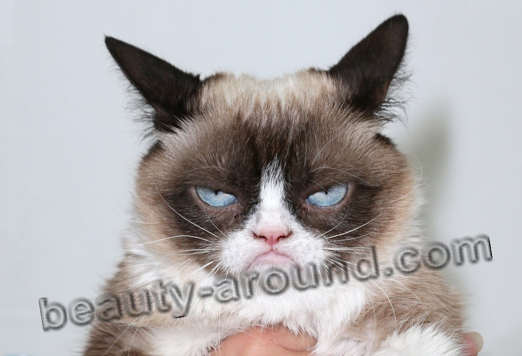 Grumpy cat photo
