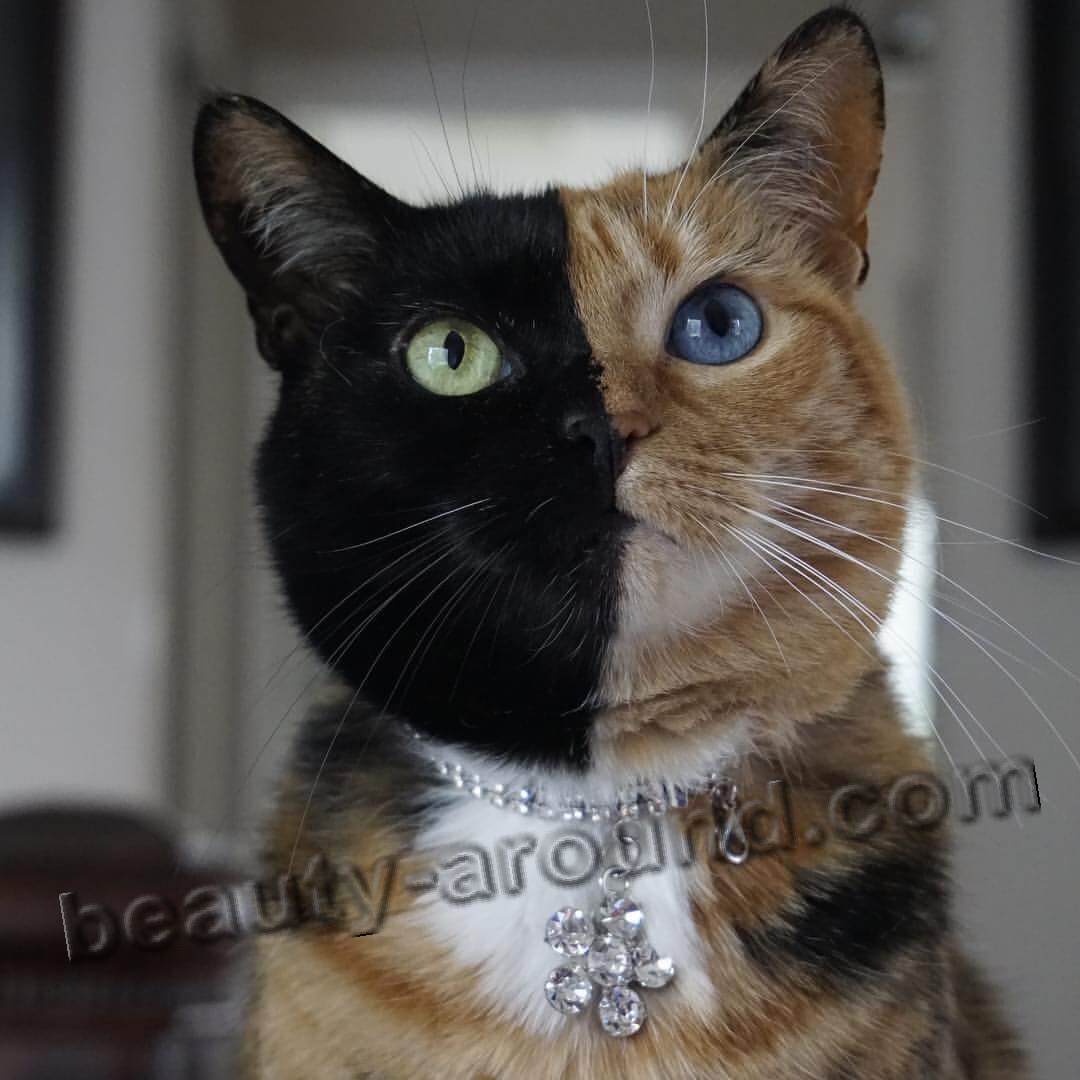 Venus the chimera cat photo