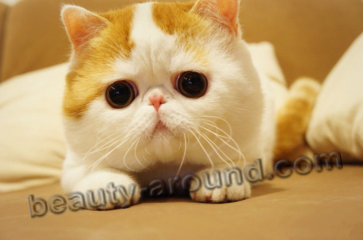 Снупи популярный кот Инстаграм фото