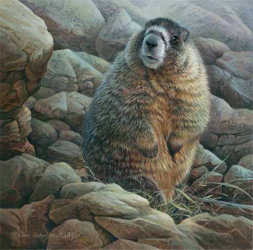 0036-Yellow-Bellied-Marmot
