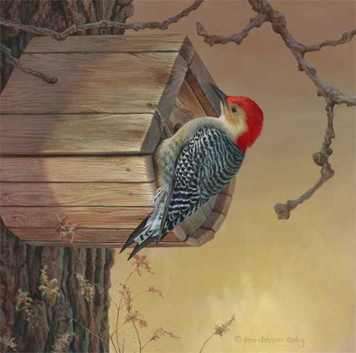 0039-red-bellied-woodpecker