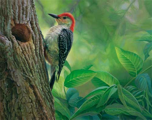 0050-woodpecker
