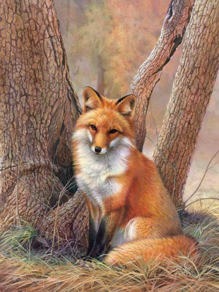 0060-red-fox