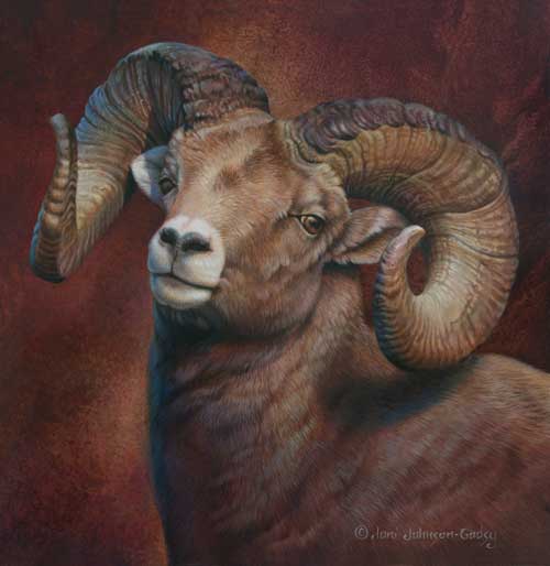 0063-big-horn-sheep