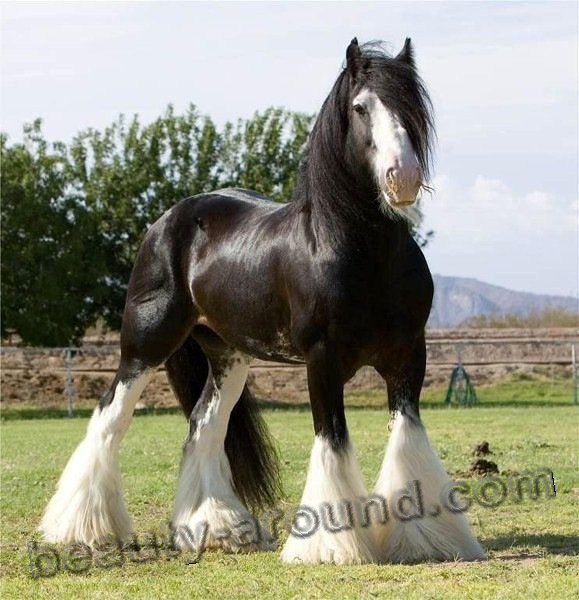 Shire horse  most beautiful horse breeds photos