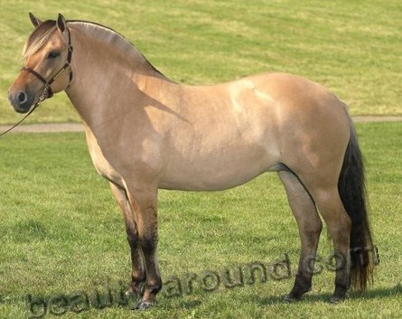 Норвежская фьордская лошадь (фьорд) лошадь