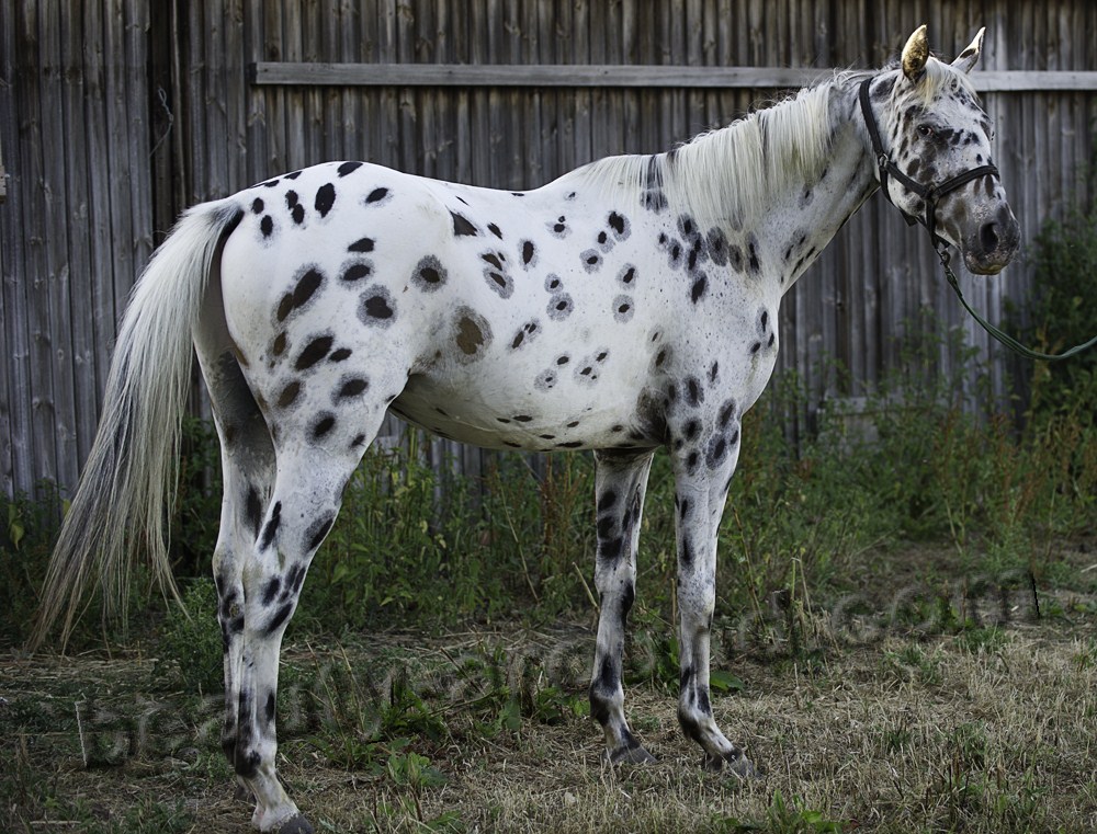 Knabstrupper most beautiful horse breeds photos