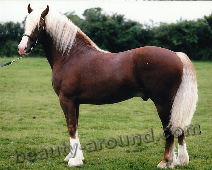 Уэльский пони лошади