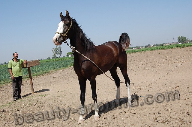 Marwari horse most beautiful horse breeds photos