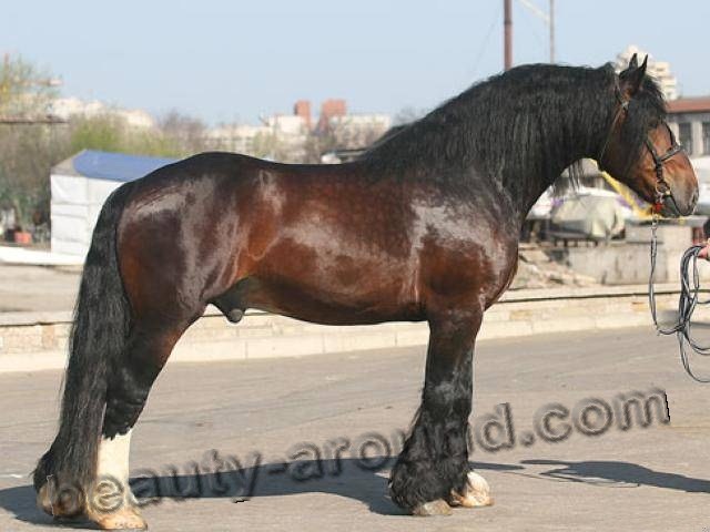 Vladimir heavy draft horse most beautiful horse breeds photos