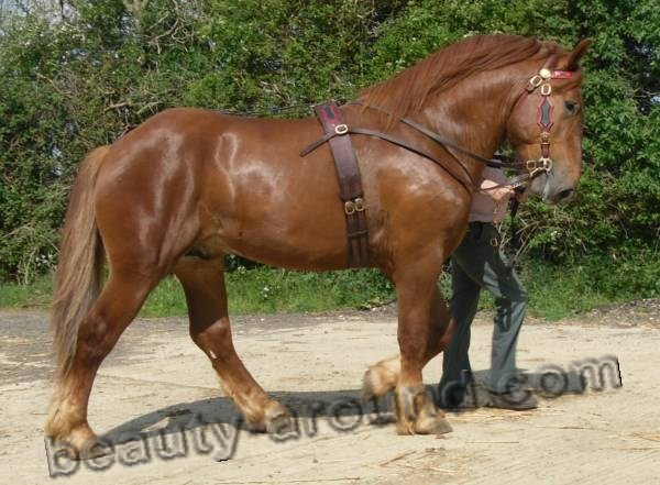 Suffolk horse most beautiful horse breeds photos