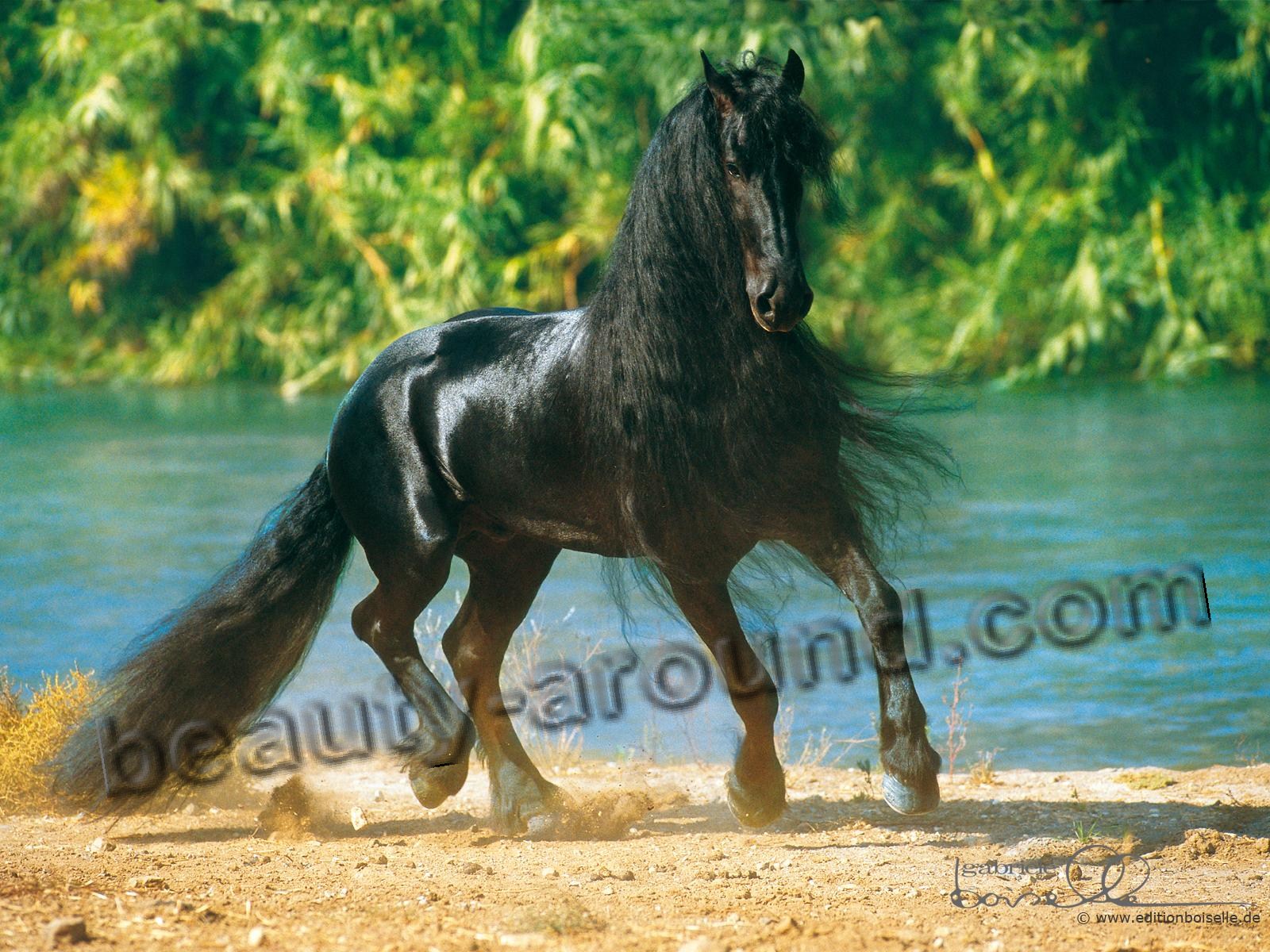 Friesian horse most beautiful horse breeds photos