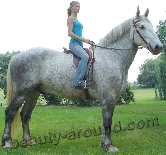 Percheron  most beautiful horse breeds photos