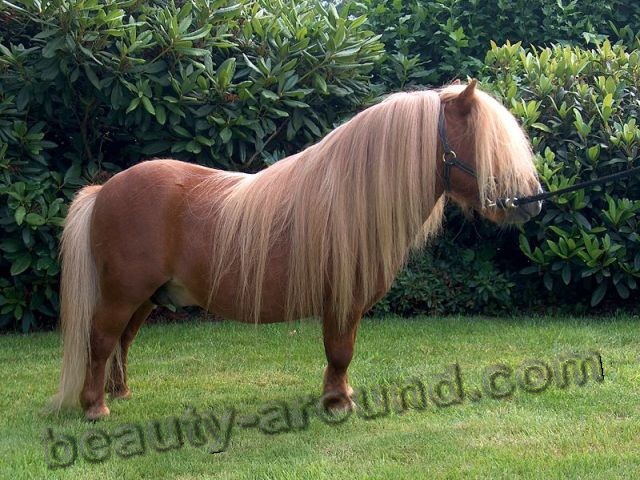 Shetland pony most beautiful horse breeds photos