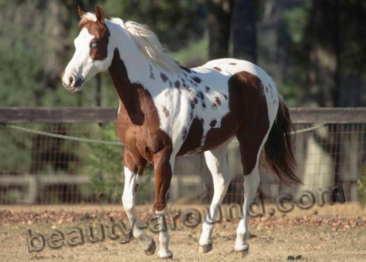 Pinto most beautiful horse breeds photos