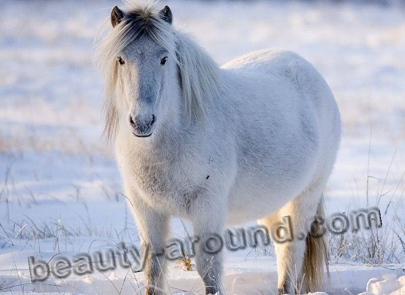 Yakut horse most beautiful horse breeds photos