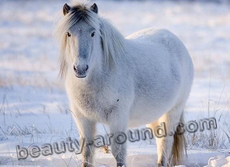 prettiest horse breeds