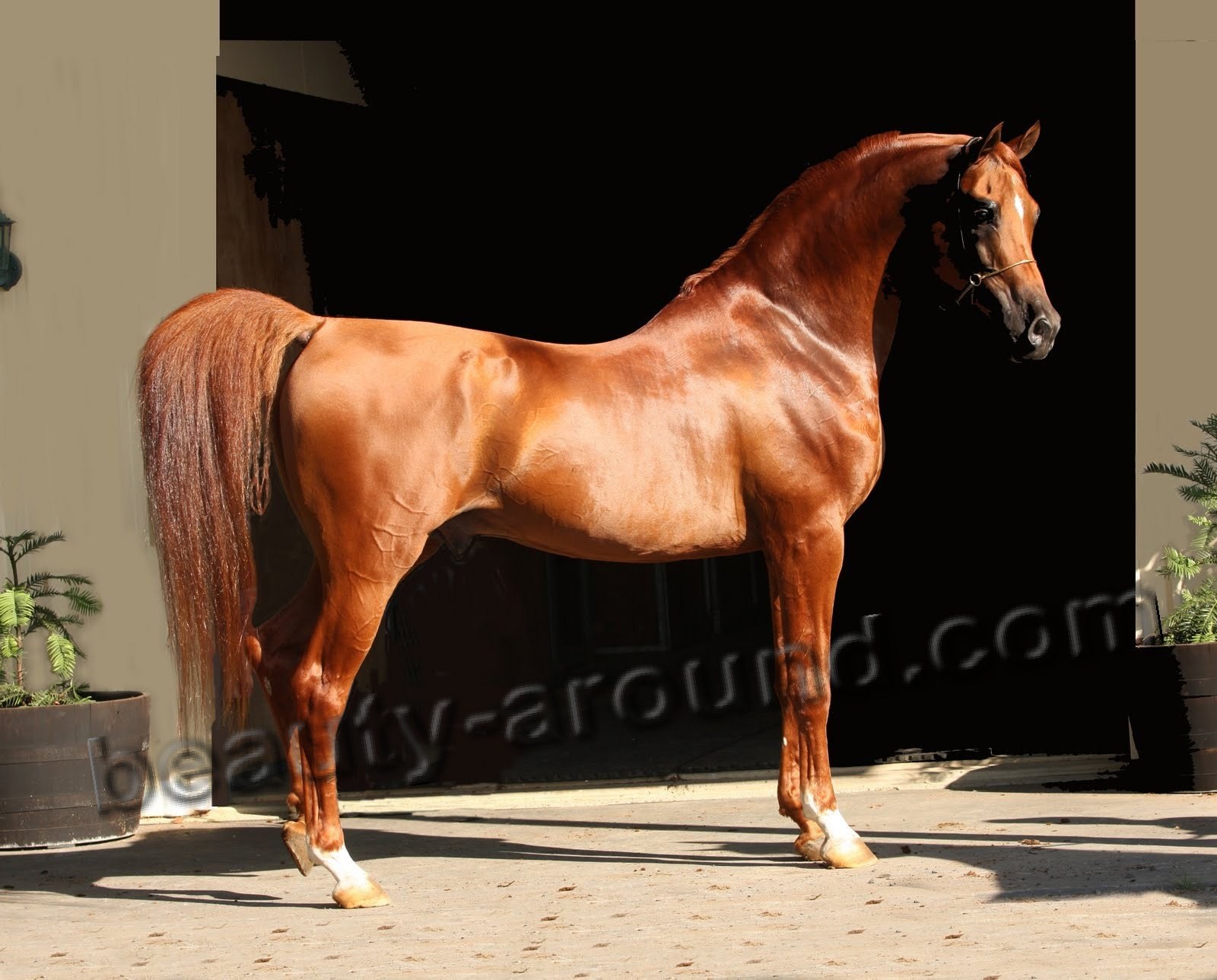 Арабская лошадь (арабская чистокроовная лошадь)