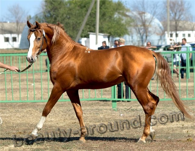 Russian Don horse most beautiful horse breeds photos