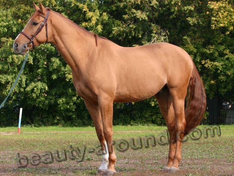 Budyonny horse most beautiful horse breeds photos
