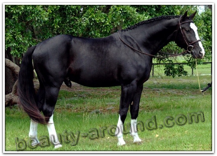 Hanoverian horse most beautiful horse breeds photos