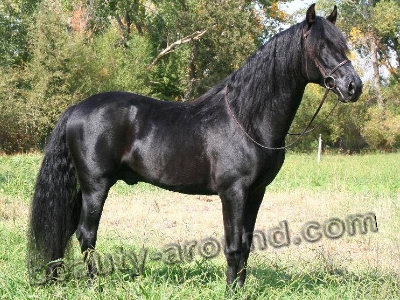 Iberian horse most beautiful horse breeds photos