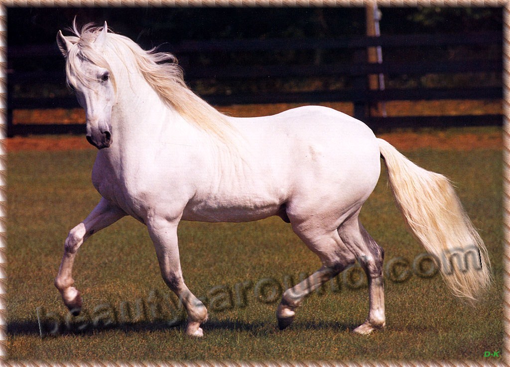 prettiest horse breeds