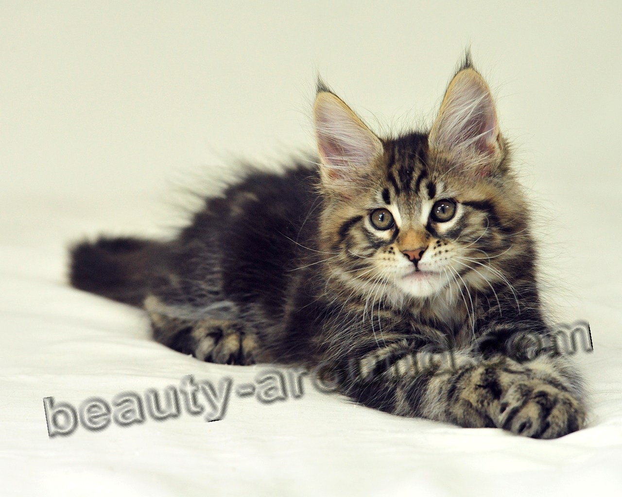 maine coon kittens photos