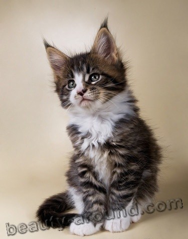 maine coon photos