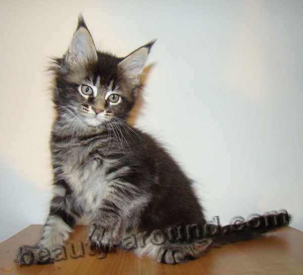 maine coon kittens photos pictures