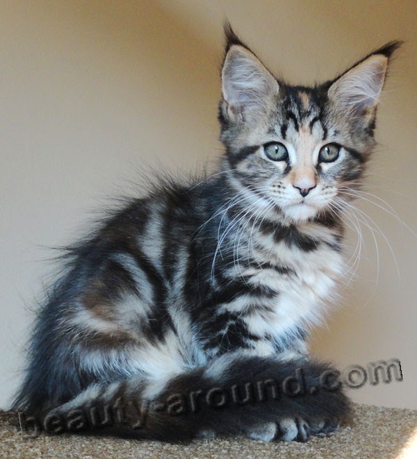 maine coon photos